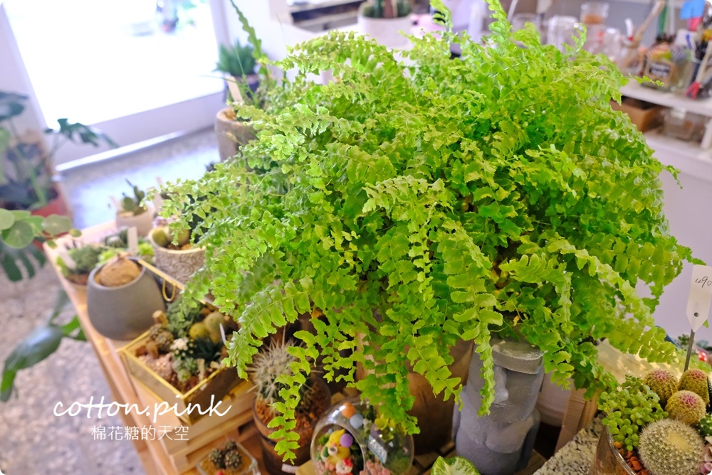 丸子植物工作室