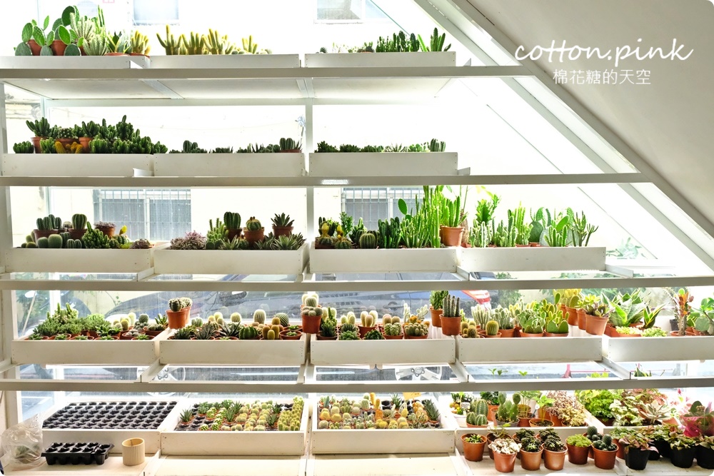 丸子植物工作室