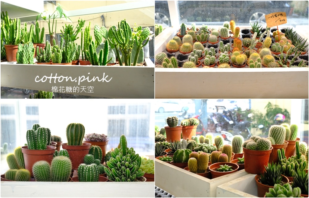 丸子植物工作室