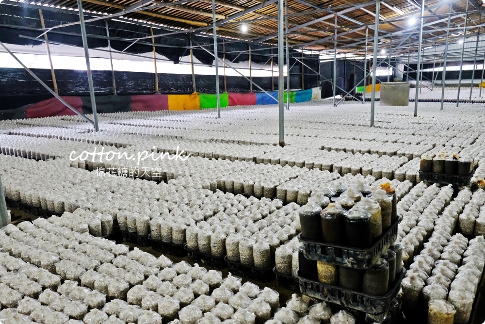 台中新社必吃頭嵙山香菇