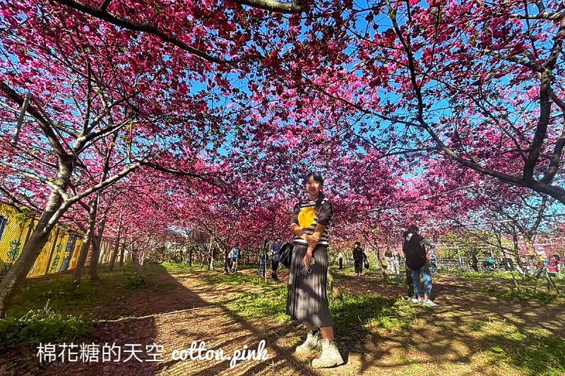 台中新社櫻花興社街私人花園大開放！櫻花季倒數～把握時間唷～