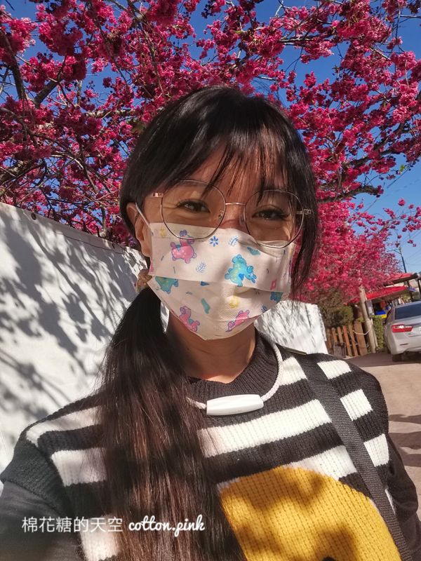 台中新社櫻花興社街私人花園大開放！櫻花季倒數～把握時間唷～