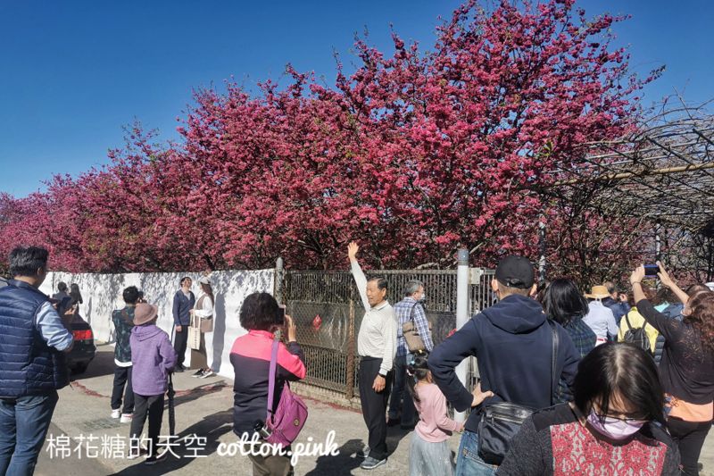 台中新社櫻花興社街私人花園大開放！櫻花季倒數～把握時間唷～