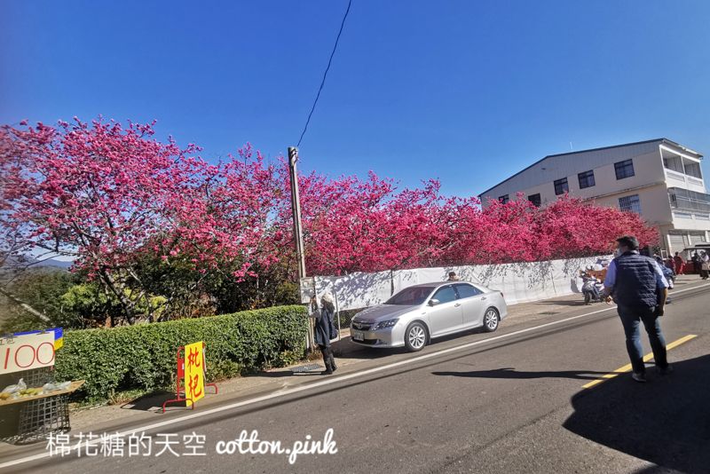 台中新社櫻花興社街私人花園大開放！櫻花季倒數～把握時間唷～
