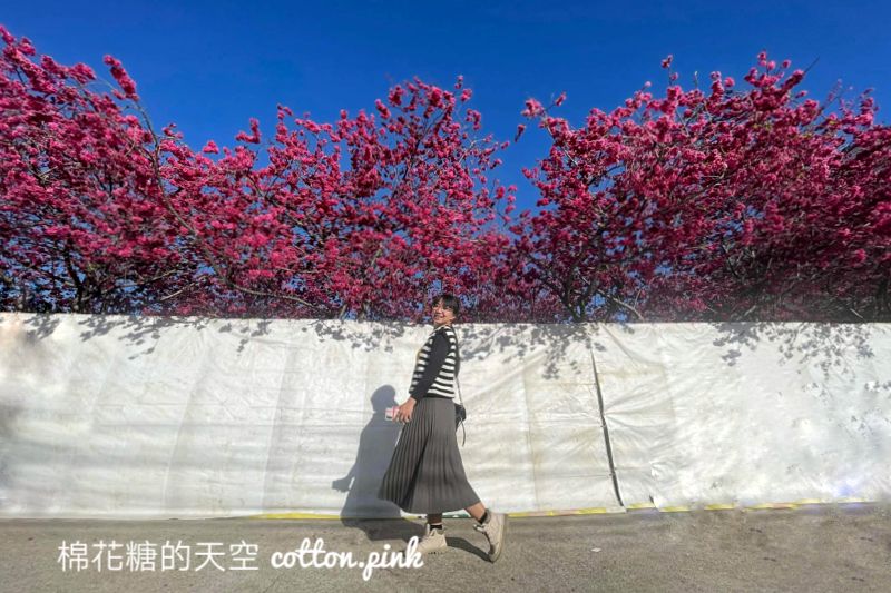 台中新社櫻花興社街私人花園大開放！櫻花季倒數～把握時間唷～