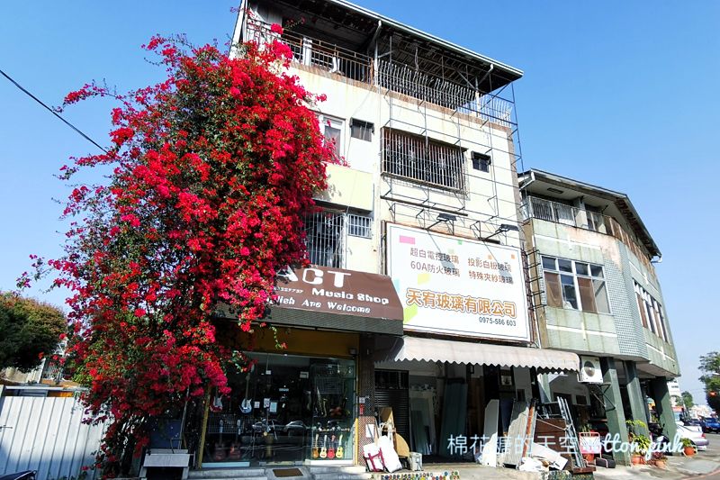台中巨大九重葛盛開中！就在台中市區～不用跑遠也有美景