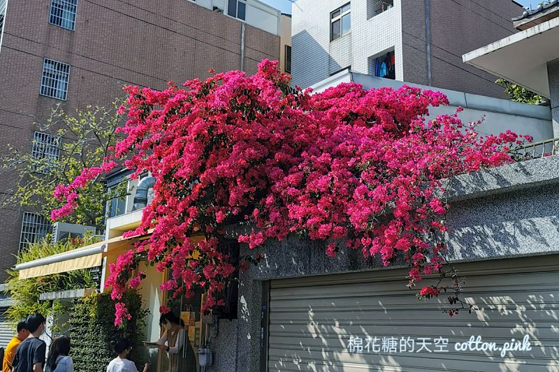 台中巨大九重葛盛開中！就在台中市區～不用跑遠也有美景