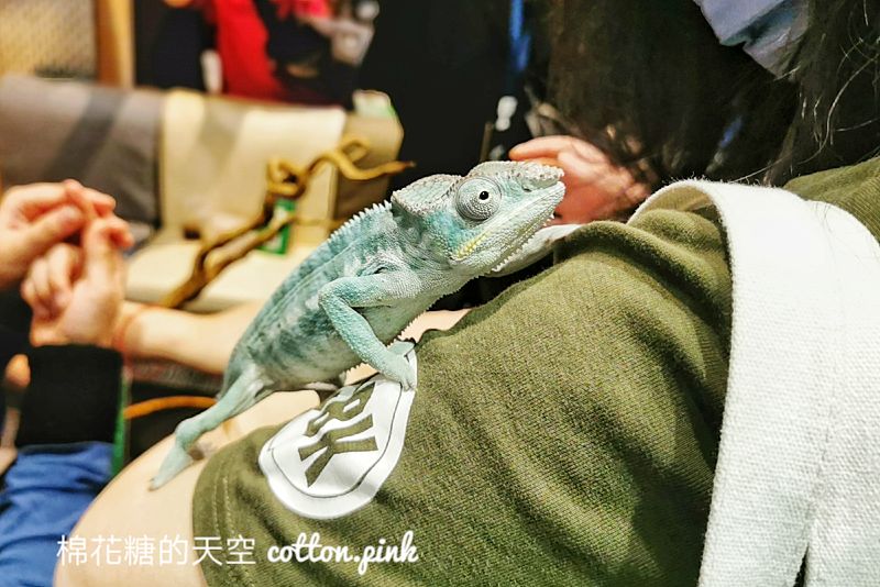 台中少見變色龍、守宮市集～室內展出近距離體驗快來逛！艸我的方向走來～只到週日