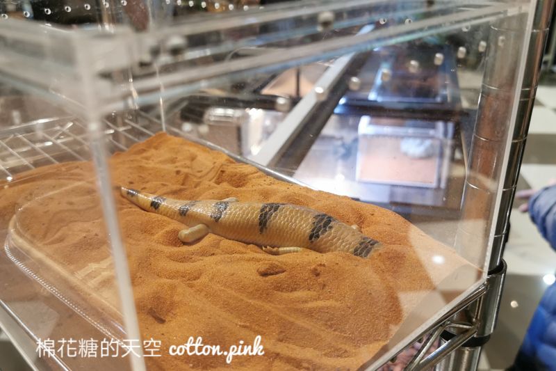 台中少見變色龍、守宮市集～室內展出近距離體驗快來逛！艸我的方向走來～只到週日