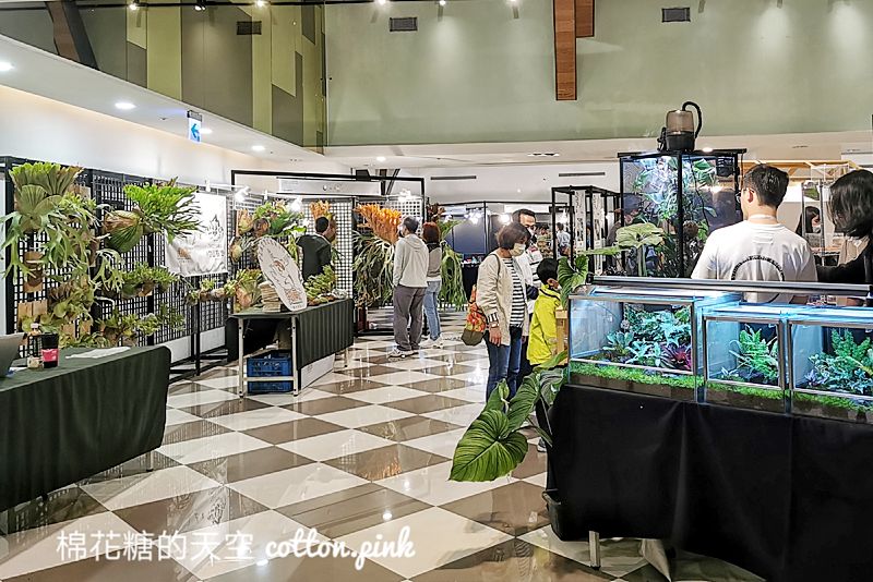 台中少見變色龍、守宮市集～室內展出近距離體驗快來逛！艸我的方向走來～只到週日