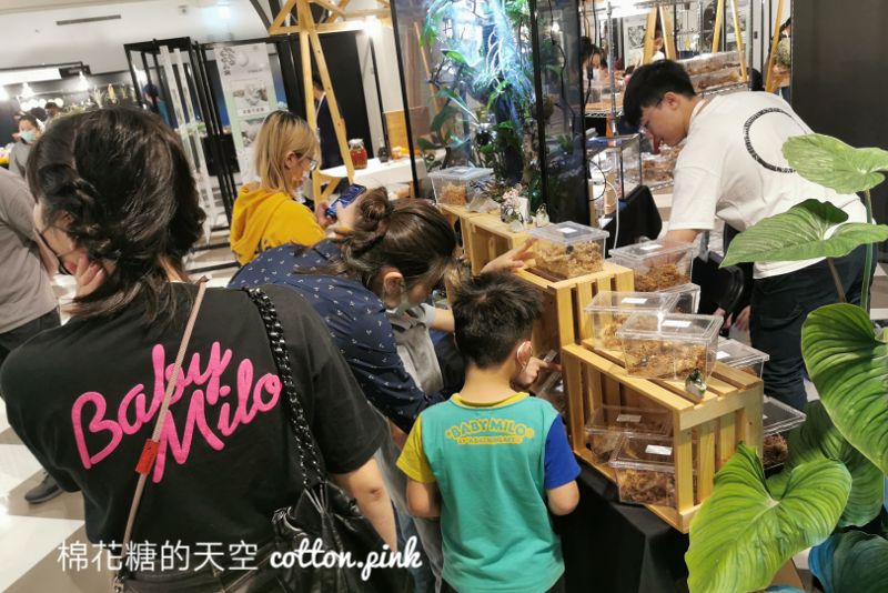 台中少見變色龍、守宮市集～室內展出近距離體驗快來逛！艸我的方向走來～只到週日