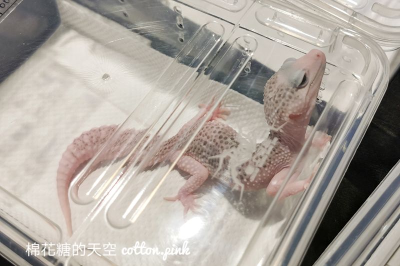 台中少見變色龍、守宮市集～室內展出近距離體驗快來逛！艸我的方向走來～只到週日