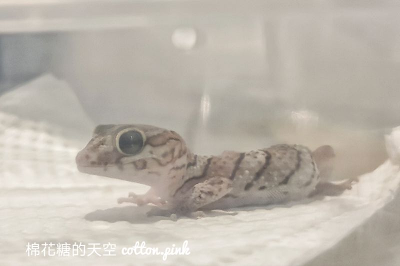 台中少見變色龍、守宮市集～室內展出近距離體驗快來逛！艸我的方向走來～只到週日