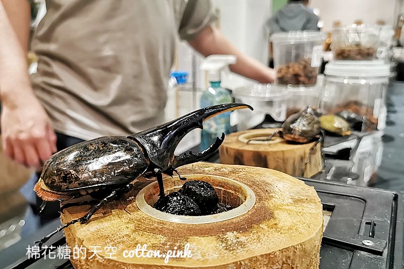台中少見變色龍、守宮市集～室內展出近距離體驗快來逛！艸我的方向走來～只到週日