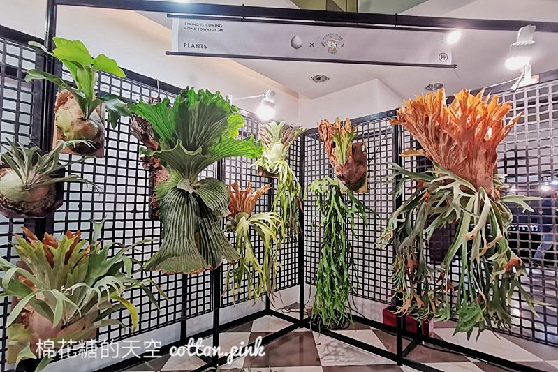 台中少見變色龍、守宮市集～室內展出近距離體驗快來逛！艸我的方向走來～只到週日