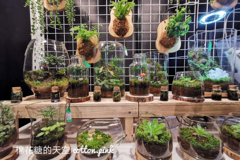 台中少見變色龍、守宮市集～室內展出近距離體驗快來逛！艸我的方向走來～只到週日
