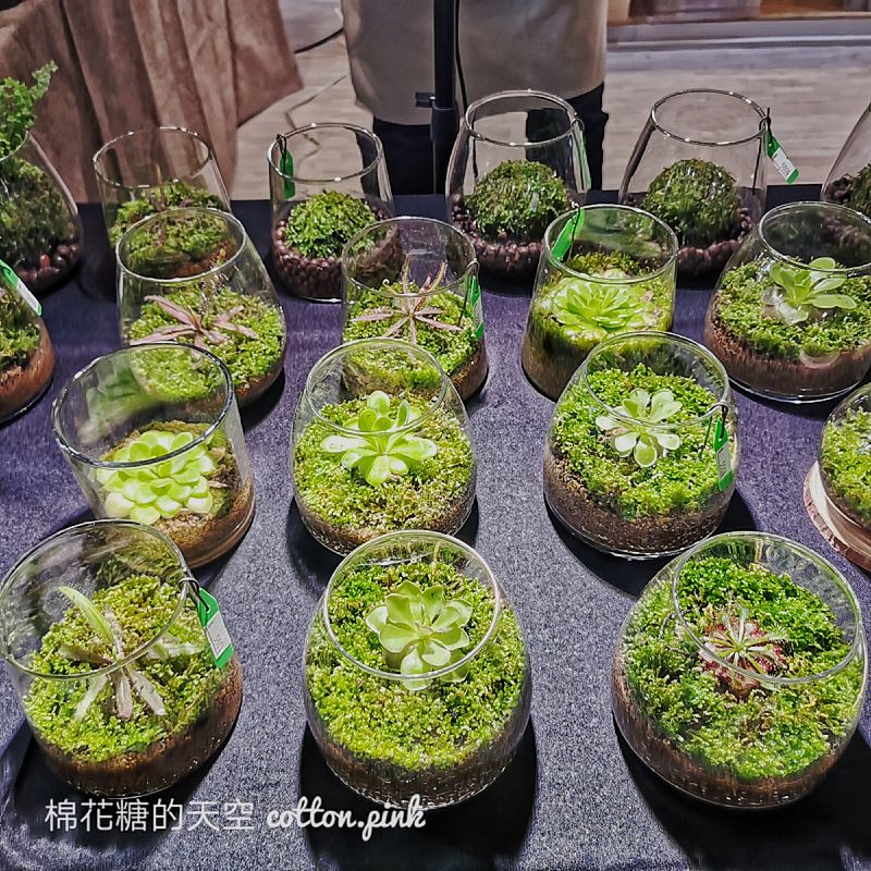 台中少見變色龍、守宮市集～室內展出近距離體驗快來逛！艸我的方向走來～只到週日