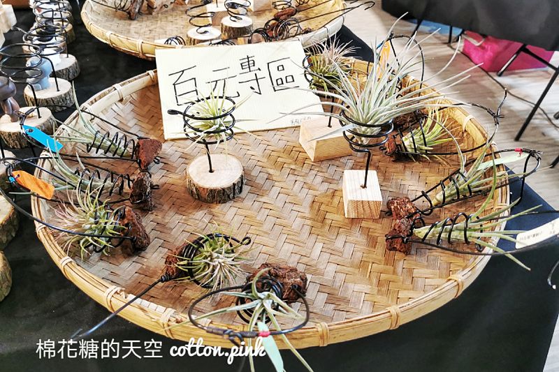 台中少見變色龍、守宮市集～室內展出近距離體驗快來逛！艸我的方向走來～只到週日
