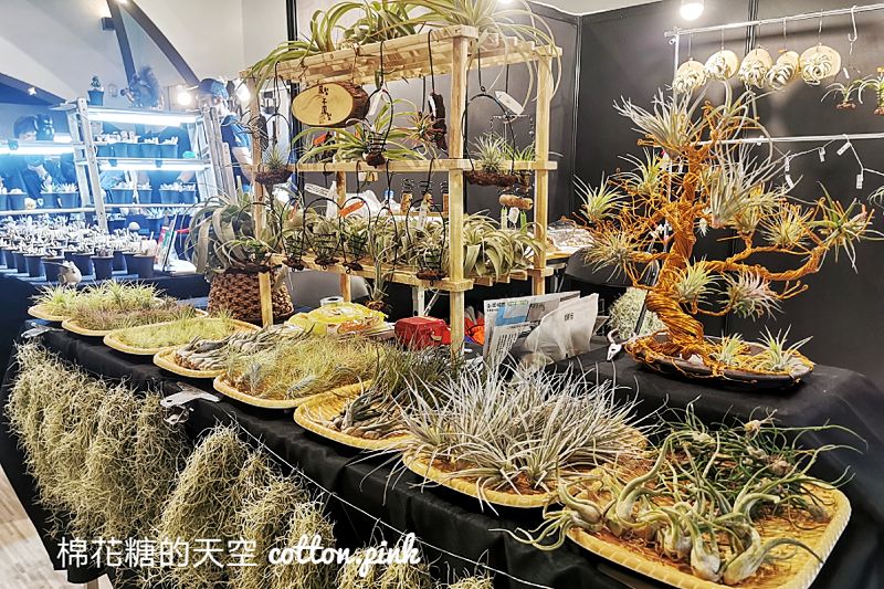 台中少見變色龍、守宮市集～室內展出近距離體驗快來逛！艸我的方向走來～只到週日