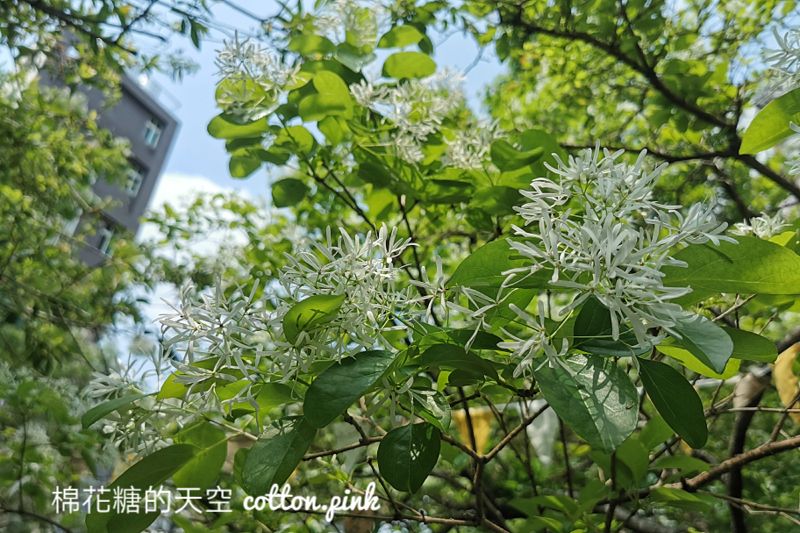 好好手感微笑市集來台中啦！只有兩天！大樹下逛市集好舒服～