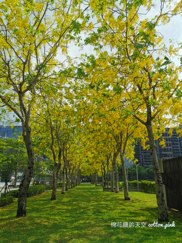 台中台灣大道旁就有阿勃勒金色隧道!黃澄澄美景季節限定 台中台灣大道旁就有阿勃勒金色隧道!黃澄澄美景季節限定