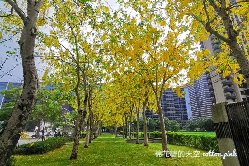 台中台灣大道旁就有阿勃勒金色隧道!黃澄澄美景季節限定 台中台灣大道旁就有阿勃勒金色隧道!黃澄澄美景季節限定