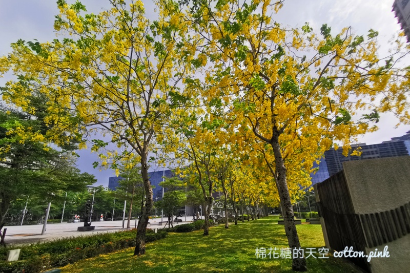 台中台灣大道旁就有阿勃勒金色隧道!黃澄澄美景季節限定 台中台灣大道旁就有阿勃勒金色隧道!黃澄澄美景季節限定