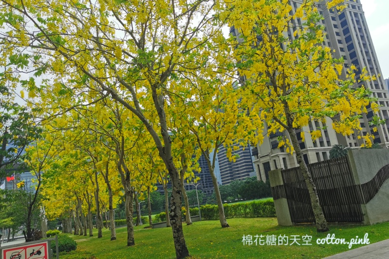 台中台灣大道旁就有阿勃勒金色隧道!黃澄澄美景季節限定 台中台灣大道旁就有阿勃勒金色隧道!黃澄澄美景季節限定