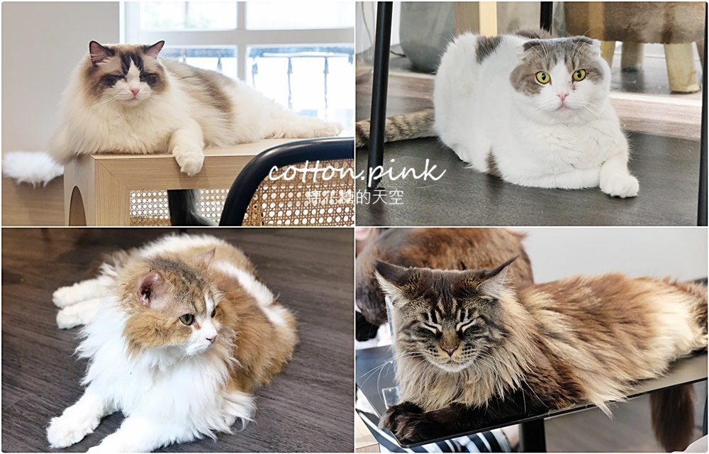 台中貓咪咖啡這家最療癒！來喵屋咖啡Meow Cafe享受被貓咪包圍