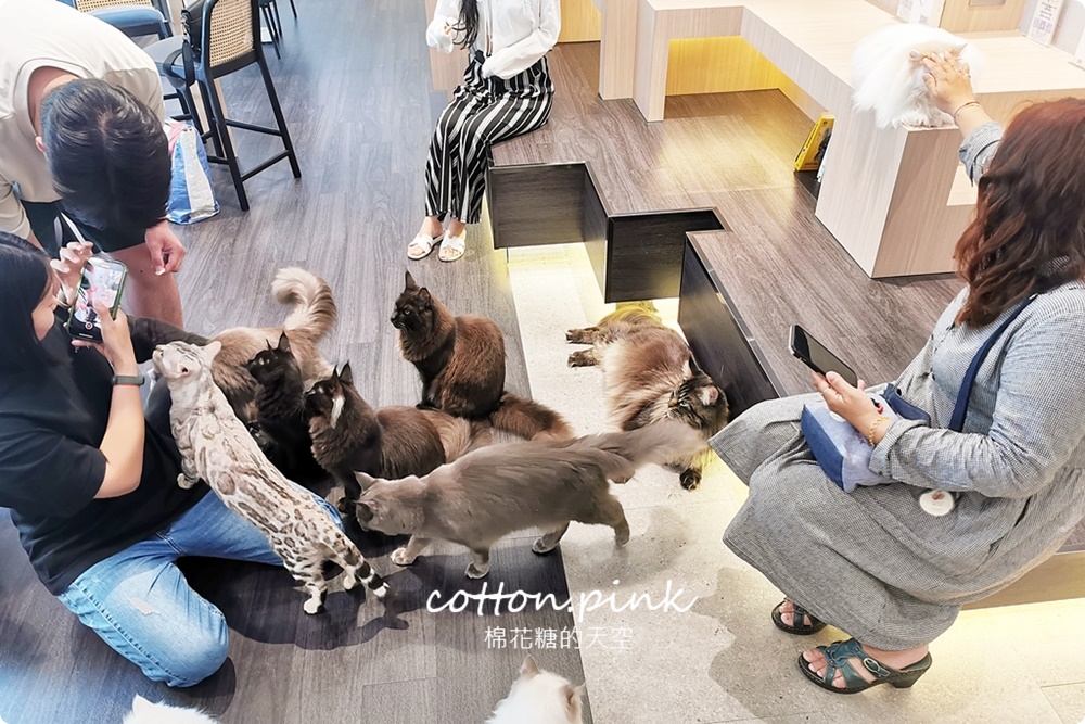 台中貓咪咖啡這家最療癒！來喵屋咖啡Meow Cafe享受被貓咪包圍