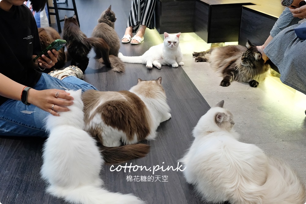 台中貓咪咖啡這家最療癒！來喵屋咖啡Meow Cafe享受被貓咪包圍
