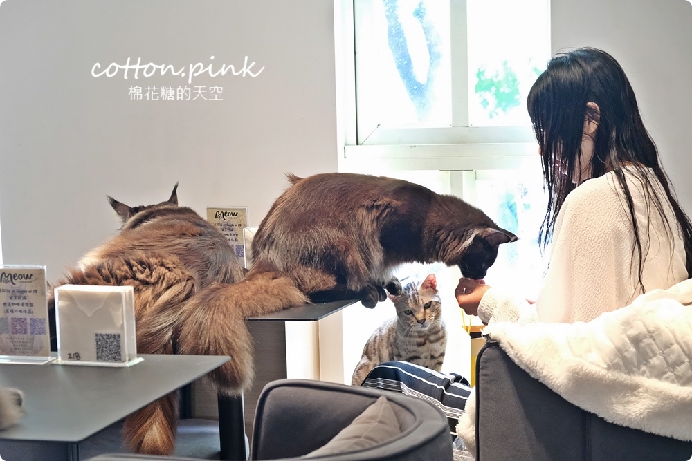 台中貓咪咖啡這家最療癒！來喵屋咖啡Meow Cafe享受被貓咪包圍