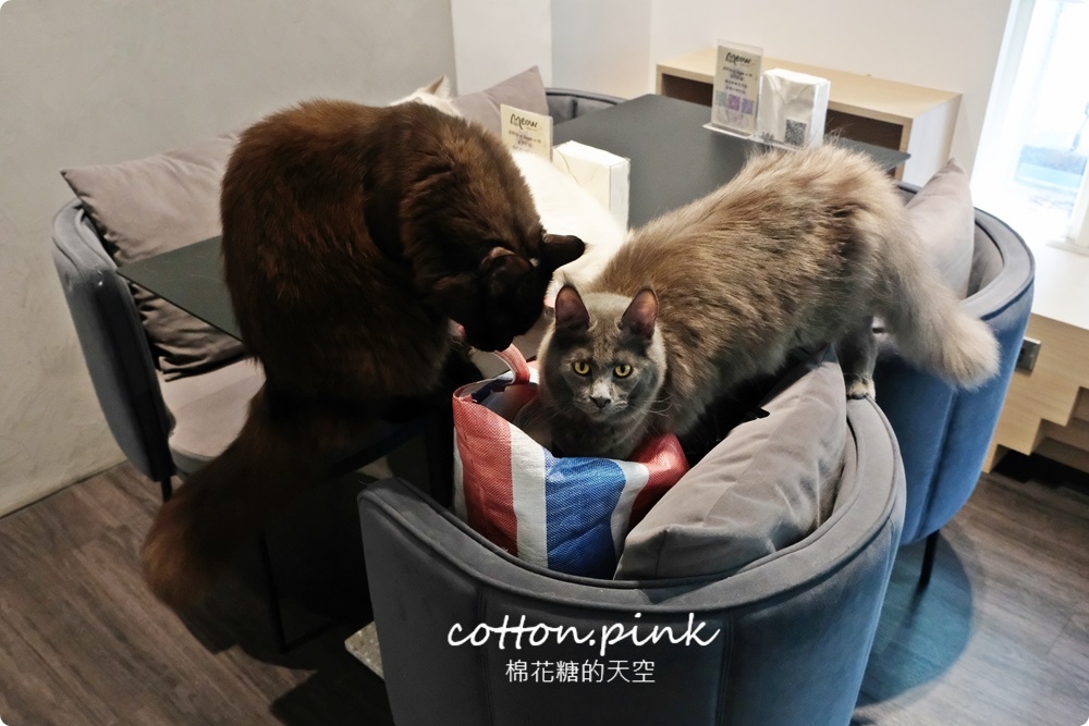 台中貓咪咖啡這家最療癒！來喵屋咖啡Meow Cafe享受被貓咪包圍