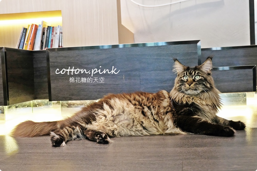 台中貓咪咖啡這家最療癒！來喵屋咖啡Meow Cafe享受被貓咪包圍