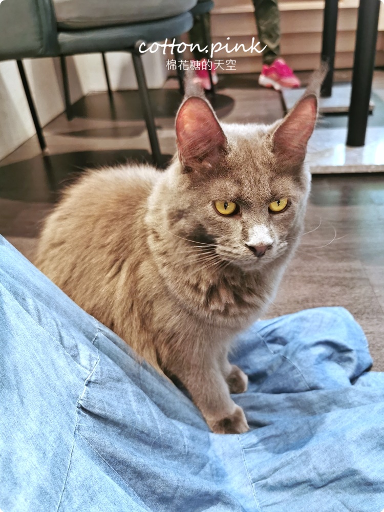 台中貓咪咖啡這家最療癒！來喵屋咖啡Meow Cafe享受被貓咪包圍