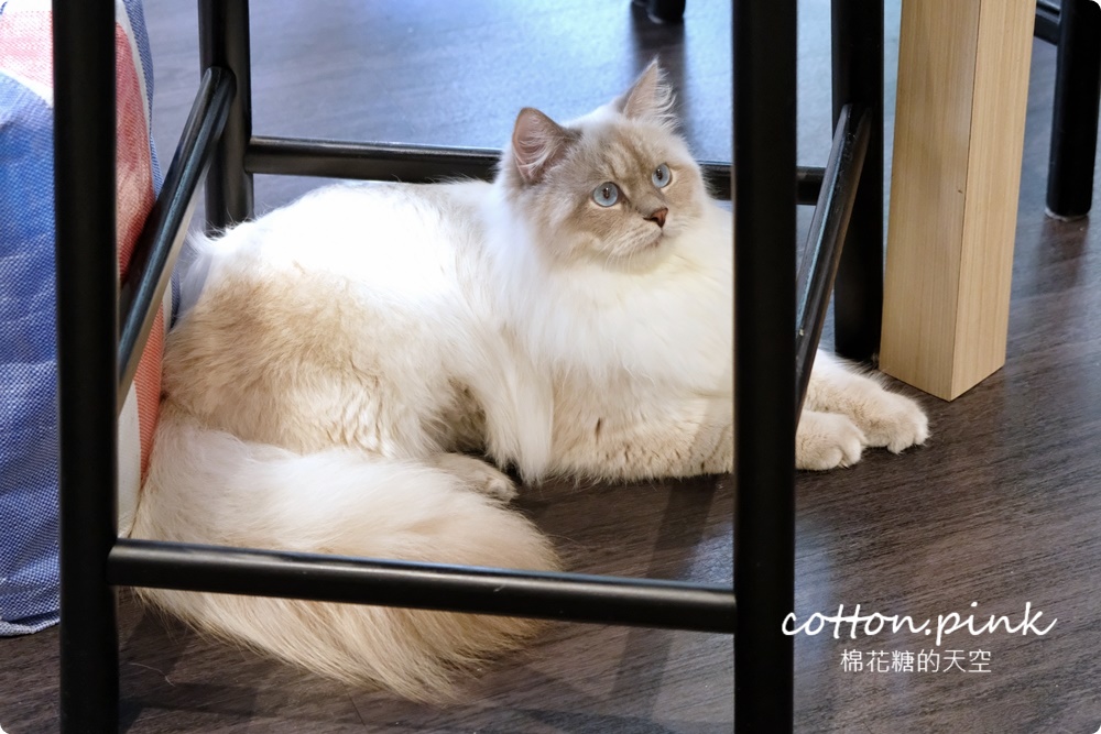 台中貓咪咖啡這家最療癒！來喵屋咖啡Meow Cafe享受被貓咪包圍