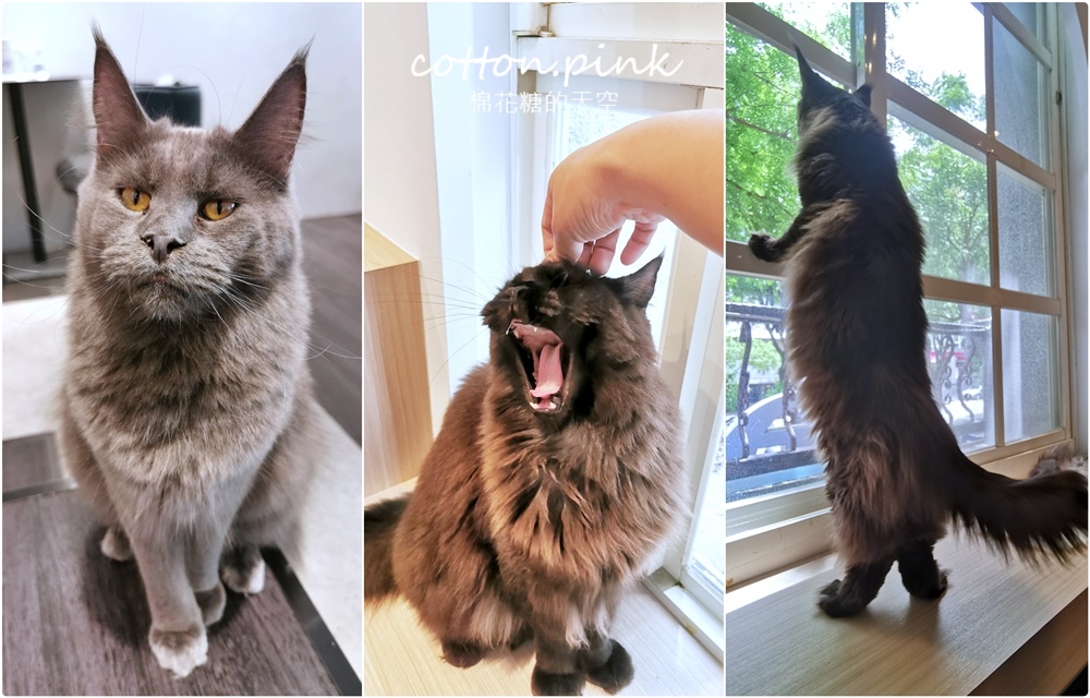 台中貓咪咖啡這家最療癒！來喵屋咖啡Meow Cafe享受被貓咪包圍