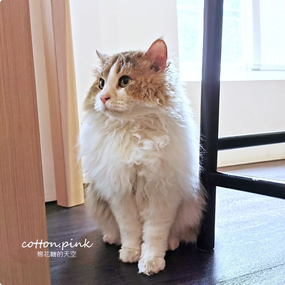 台中貓咪咖啡這家最療癒！來喵屋咖啡Meow Cafe享受被貓咪包圍