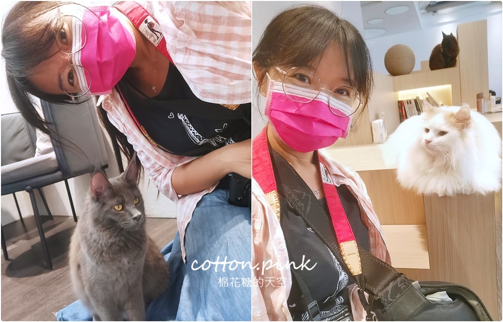 台中貓咪咖啡這家最療癒！來喵屋咖啡Meow Cafe享受被貓咪包圍