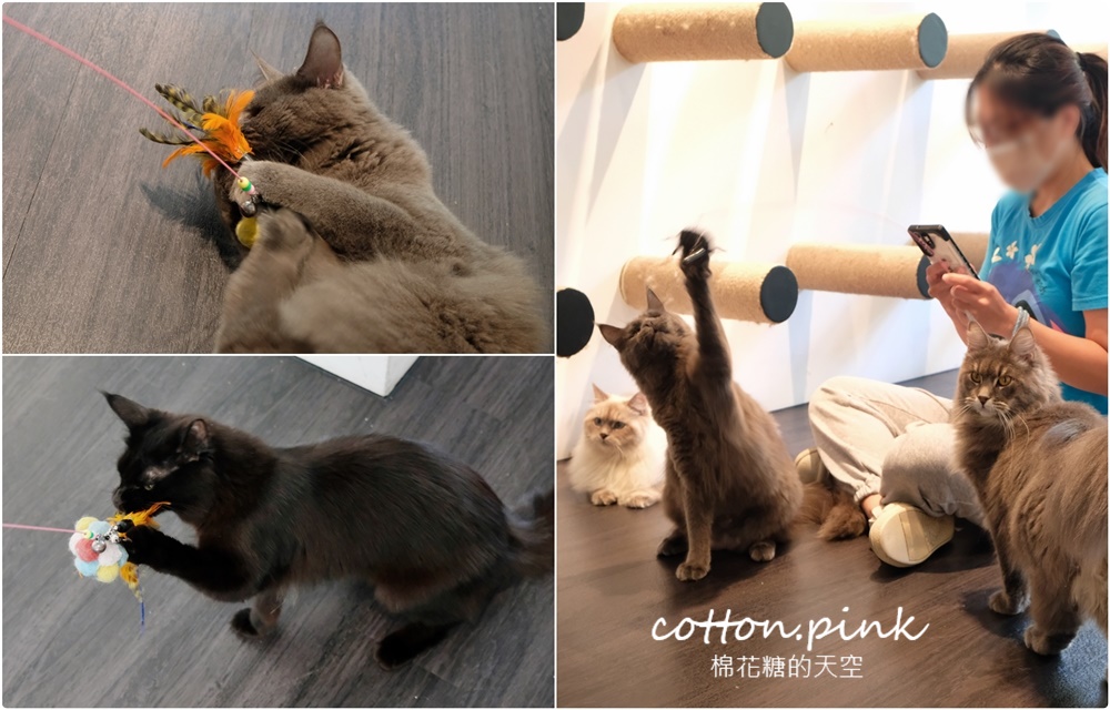 台中貓咪咖啡這家最療癒！來喵屋咖啡Meow Cafe享受被貓咪包圍
