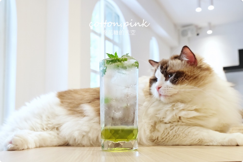台中貓咪咖啡這家最療癒！來喵屋咖啡Meow Cafe享受被貓咪包圍