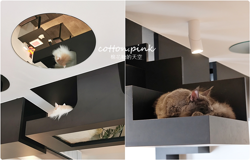 台中貓咪咖啡這家最療癒！來喵屋咖啡Meow Cafe享受被貓咪包圍