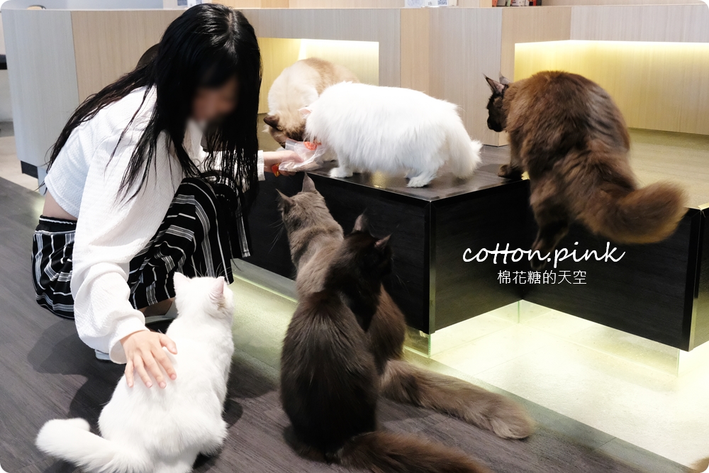 台中貓咪咖啡這家最療癒！來喵屋咖啡Meow Cafe享受被貓咪包圍