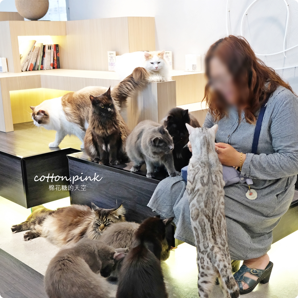 台中貓咪咖啡這家最療癒！來喵屋咖啡Meow Cafe享受被貓咪包圍
