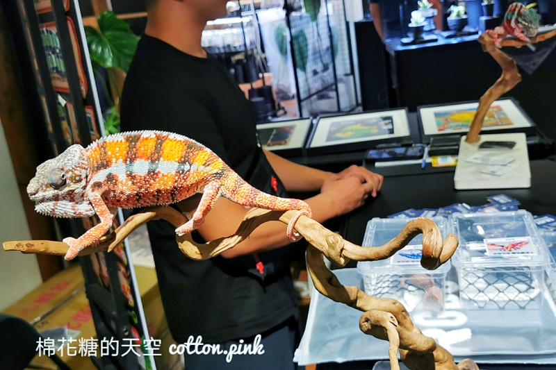 台中少見變色龍、守宮市集～室內展出近距離體驗快來逛！艸我的方向走來～只到週日