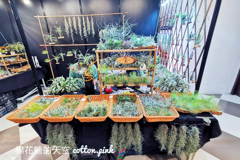 台中少見變色龍、守宮市集～室內展出近距離體驗快來逛！艸我的方向走來～只到週日