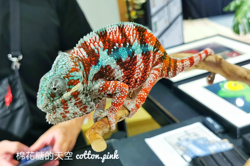 台中少見變色龍、守宮市集～室內展出近距離體驗快來逛！艸我的方向走來～只到週日