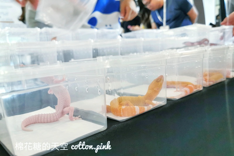 台中少見變色龍、守宮市集～室內展出近距離體驗快來逛！艸我的方向走來～只到週日