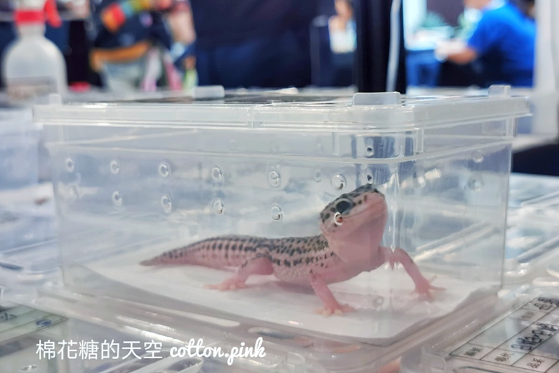 台中少見變色龍、守宮市集～室內展出近距離體驗快來逛！艸我的方向走來～只到週日