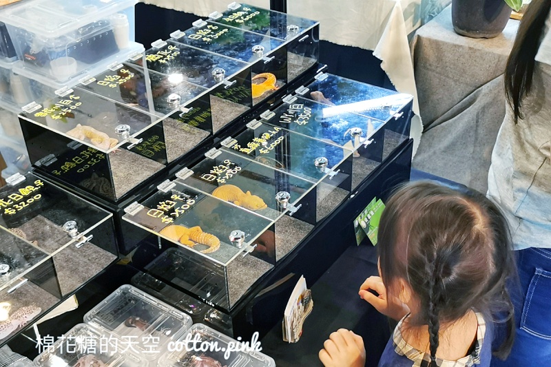 台中少見變色龍、守宮市集～室內展出近距離體驗快來逛！艸我的方向走來～只到週日